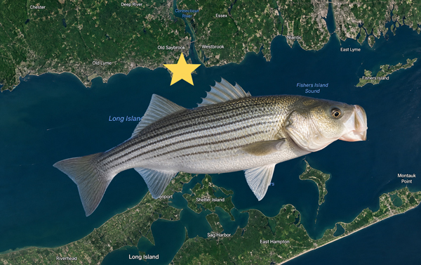 striped bass long island sound old saybrook ct